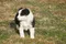 carousel chooser