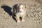 carousel chooser