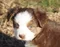 carousel chooser