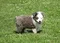 carousel chooser