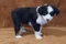 carousel chooser