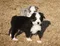 carousel chooser