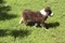carousel chooser