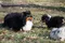 carousel chooser