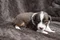 carousel chooser