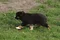 carousel chooser