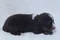 carousel chooser
