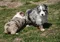 carousel chooser