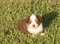 carousel chooser