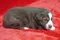 carousel chooser