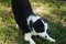 carousel chooser