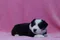 carousel chooser