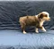 carousel chooser