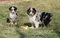carousel chooser