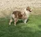 carousel chooser